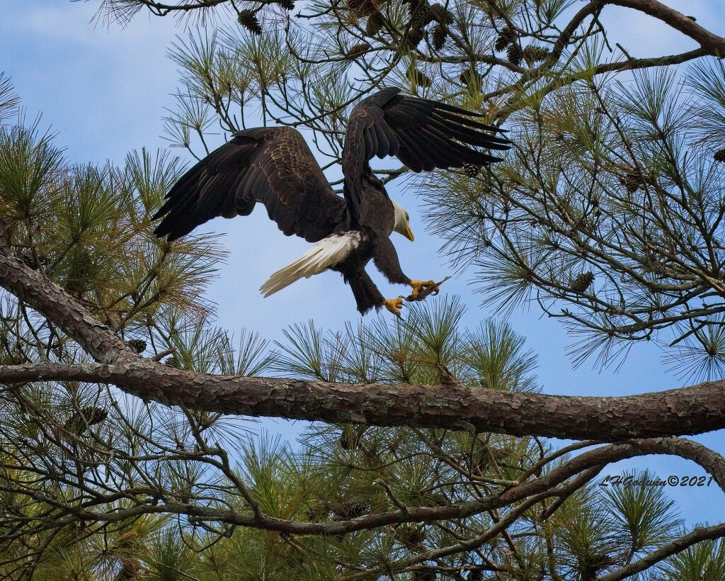 LHG_4570_Eagle landing on tree with fish by rontu