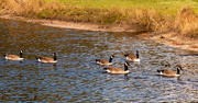 17th Nov 2021 - The Geese Were in a Hurry to Get Out!