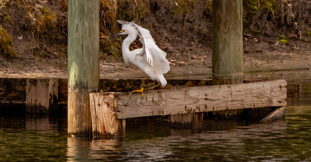Snowy Egret Had Just Landed! by rickster549