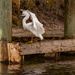 Snowy Egret Had Just Landed! by rickster549