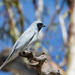 Black faced cuckoo shrike by flyrobin