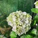 Hydrangea Bloom  by mozette