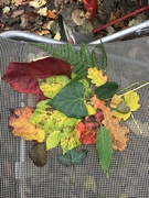 16th Nov 2021 - Autumn leaves