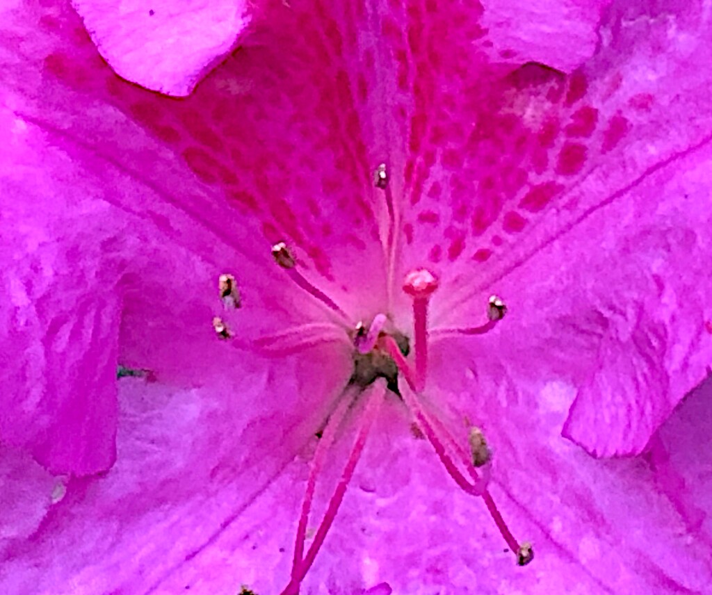 Close up of year-round blooming azalea at Magnolia Gardens by congaree