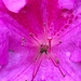 Close up of year-round blooming azalea at Magnolia Gardens by congaree