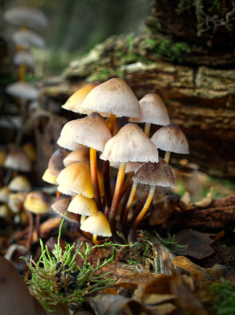 Common Bonnet Fungi by jon_lip