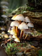 20th Nov 2021 - Common Bonnet Fungi