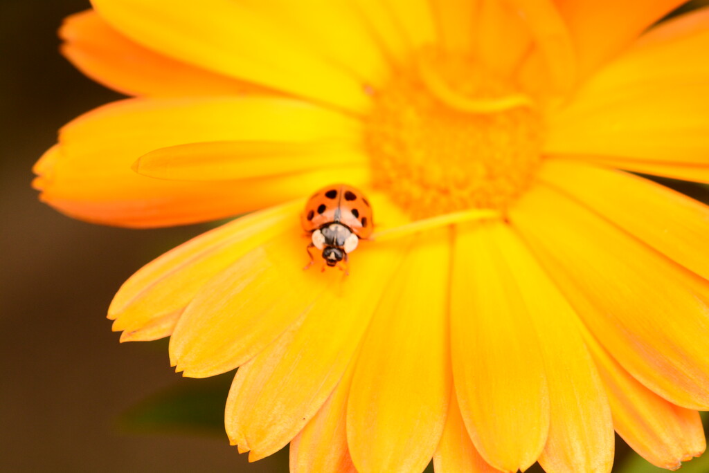 Marigold and ladybird.............. by ziggy77