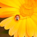 Marigold and ladybird.............. by ziggy77