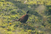 18th Nov 2021 - Male Pheasant