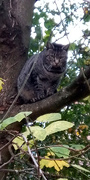 18th Nov 2021 - Autumn..Tree cat