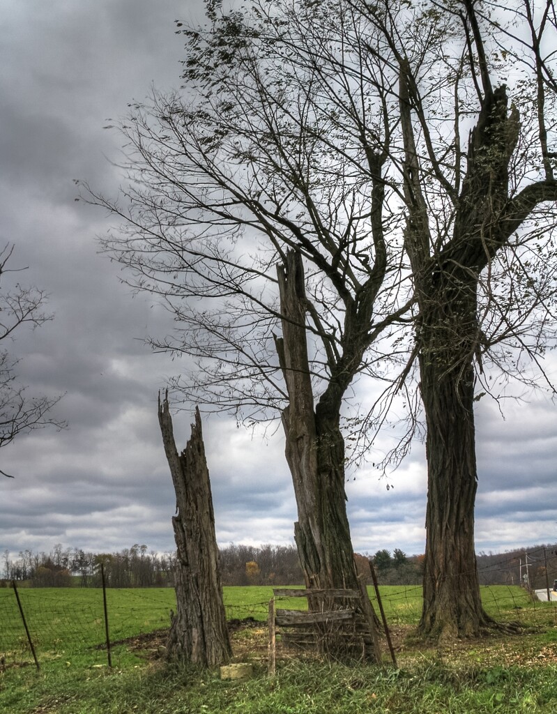 Three trees by mittens