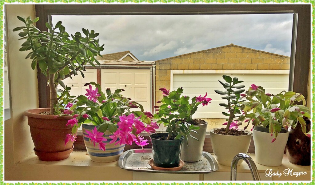 Update on my Kitchen Window Garden. by ladymagpie
