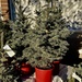 Christmas tree for sale by sandlily