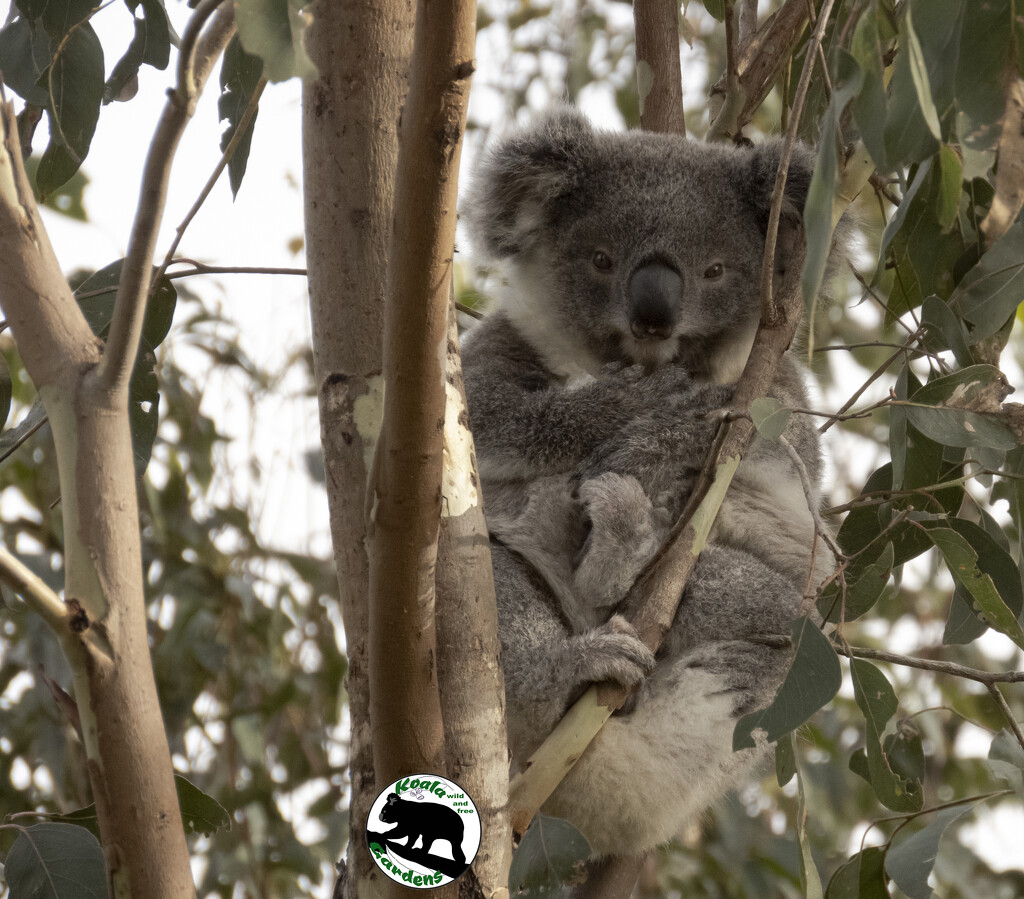 all tucked up by koalagardens