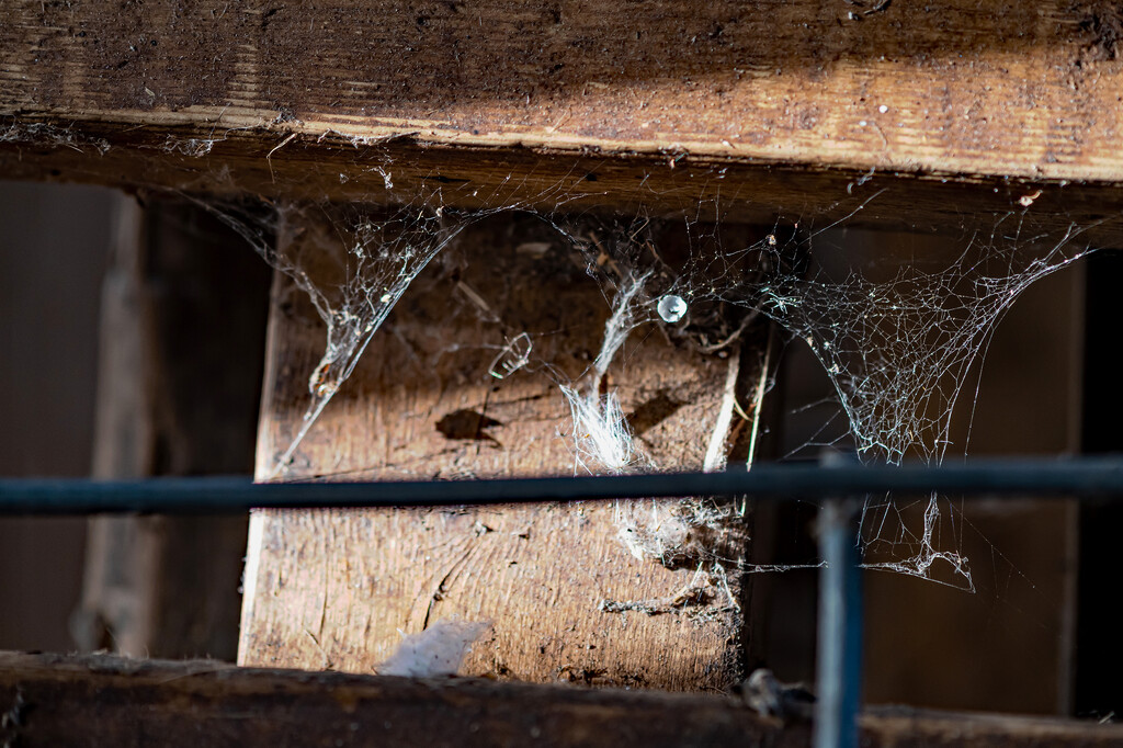 Spider Webs Everywhere! by farmreporter