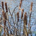Cattails by tunia