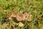 17th Nov 2021 - mini mushrooms