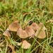 mini mushrooms by midge