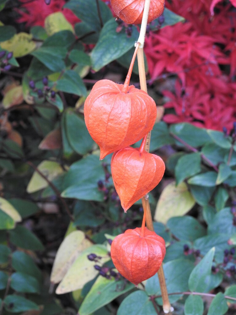 Chinese Lanterns by oldjosh