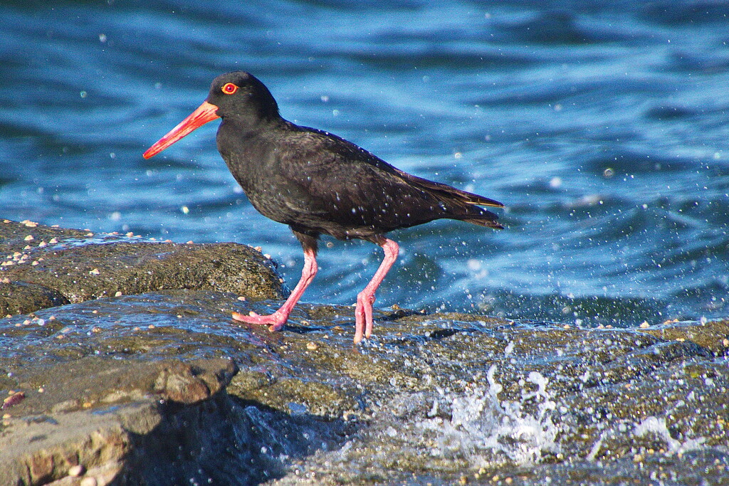 Oyster Catcher by terryliv