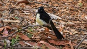 19th Nov 2021 -  Cross  Little Willie Wagtail ~    