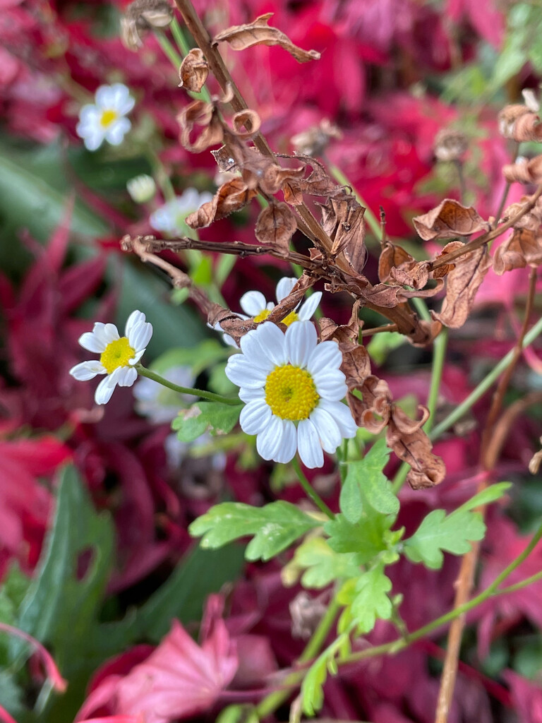 Feverfew by 365projectmaxine