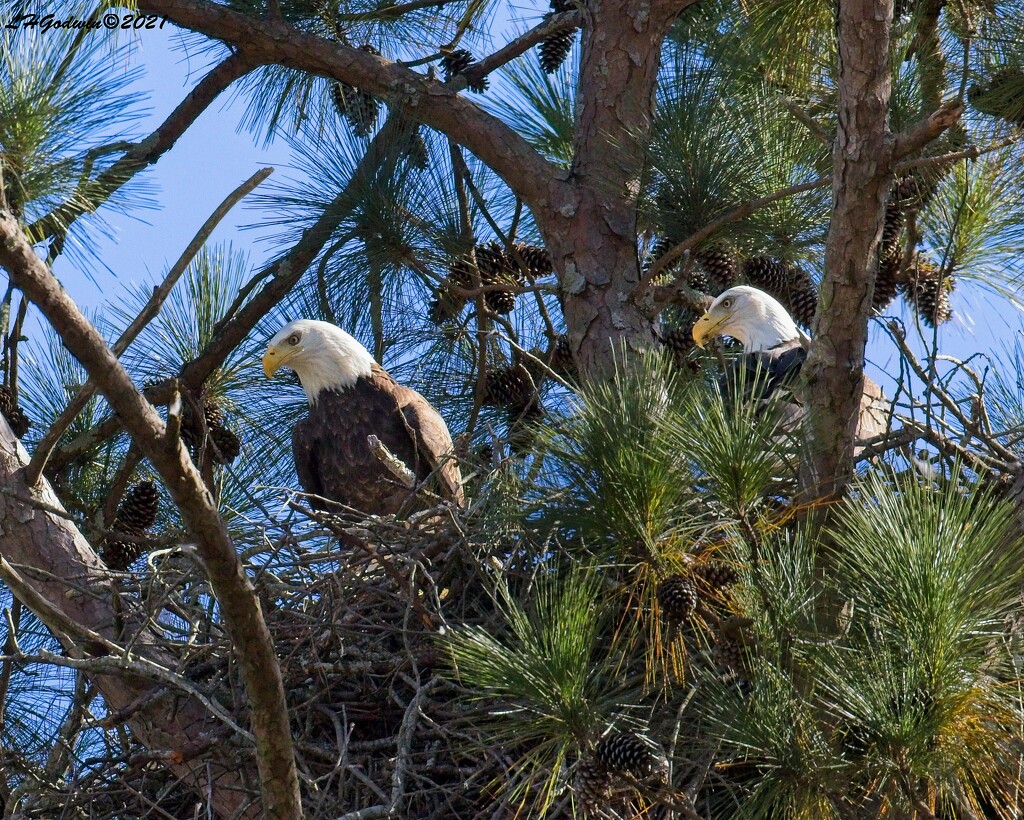 LHG_3172_Sunset Dr Pair of Eagle on their nest by rontu