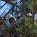 LHG_3172_Sunset Dr Pair of Eagle on their nest by rontu