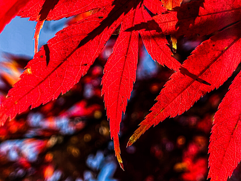 Backlit Japanese Maple leaves near Dawson Terrace by jbritt
