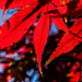 Backlit Japanese Maple leaves near Dawson Terrace by jbritt