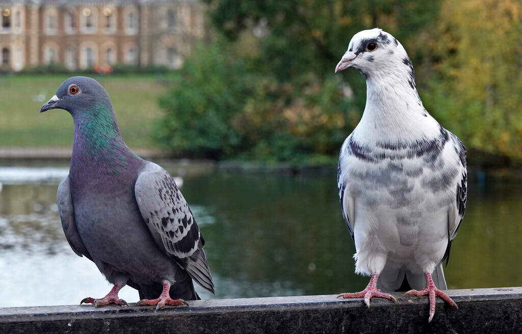 Duck Park Pigeons by phil_howcroft