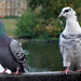 Duck Park Pigeons by phil_howcroft