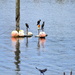 Cormorants and a Crow by stephomy
