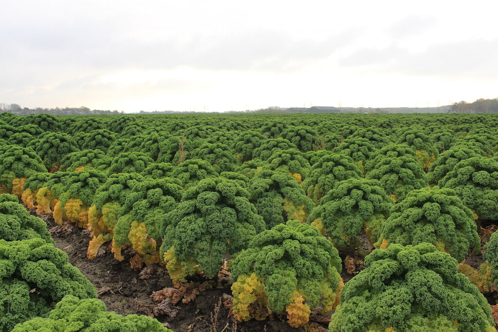 Kale country. by pyrrhula