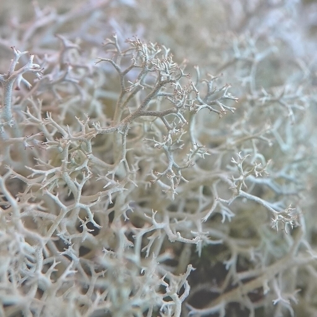 Tiny Lichen Almost Makes Abstract Art by milaniet