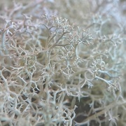 18th Nov 2021 - Tiny Lichen Almost Makes Abstract Art