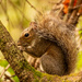 Mr Squirrel Eating it's Snack! by rickster549