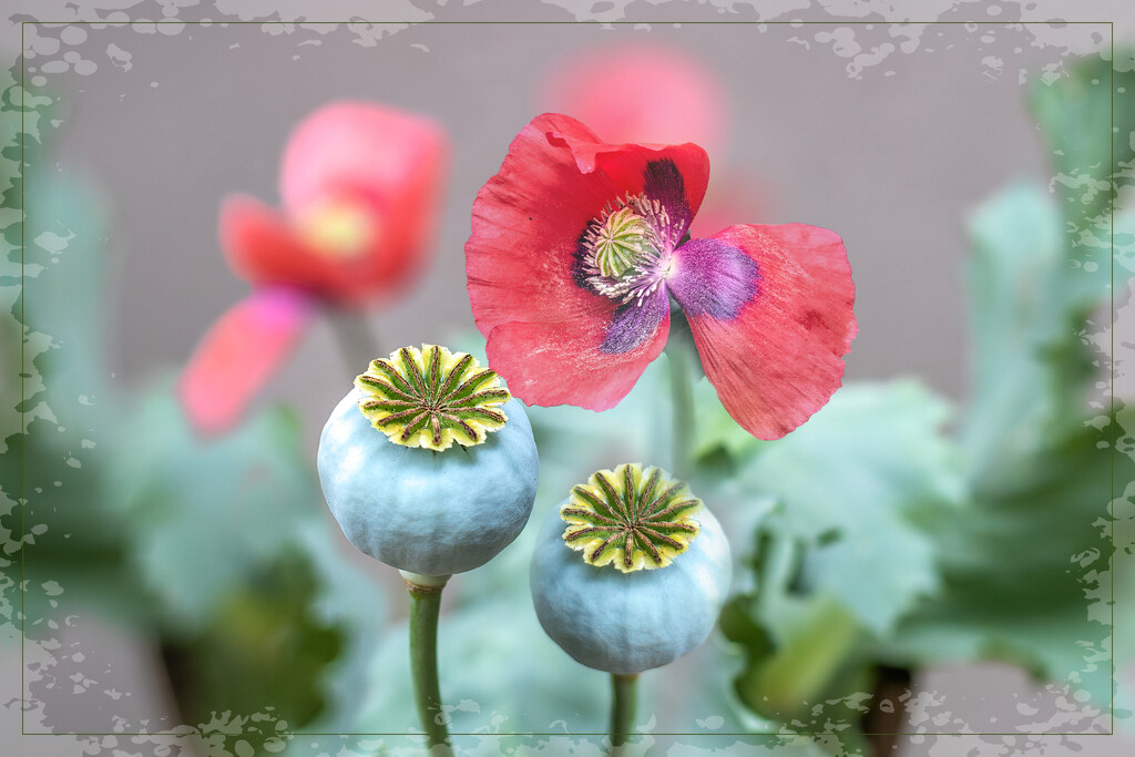 More poppies by ludwigsdiana