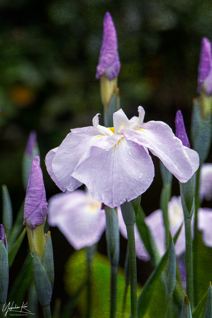 Painterly Iris by yorkshirekiwi