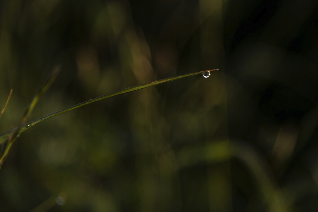 Dew Drop with an Early Morning Sun Sparkle by nickspicsnz