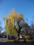 19th Nov 2021 - This willow