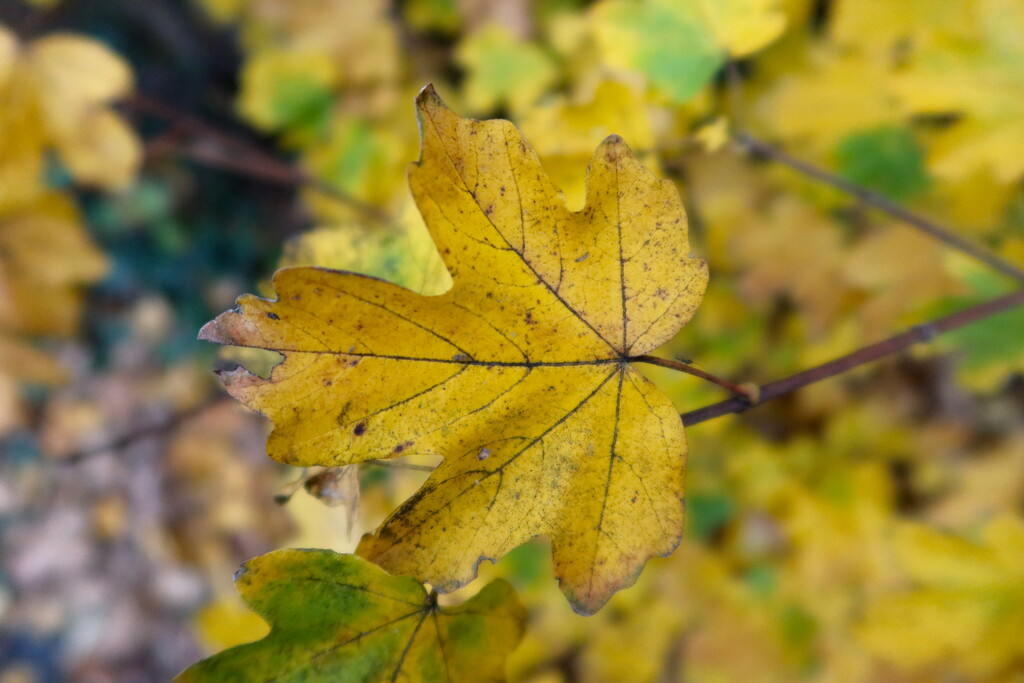 Autumn Leaf by davemockford
