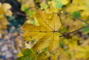 19th Nov 2021 - Autumn Leaf