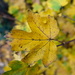 Autumn Leaf by davemockford