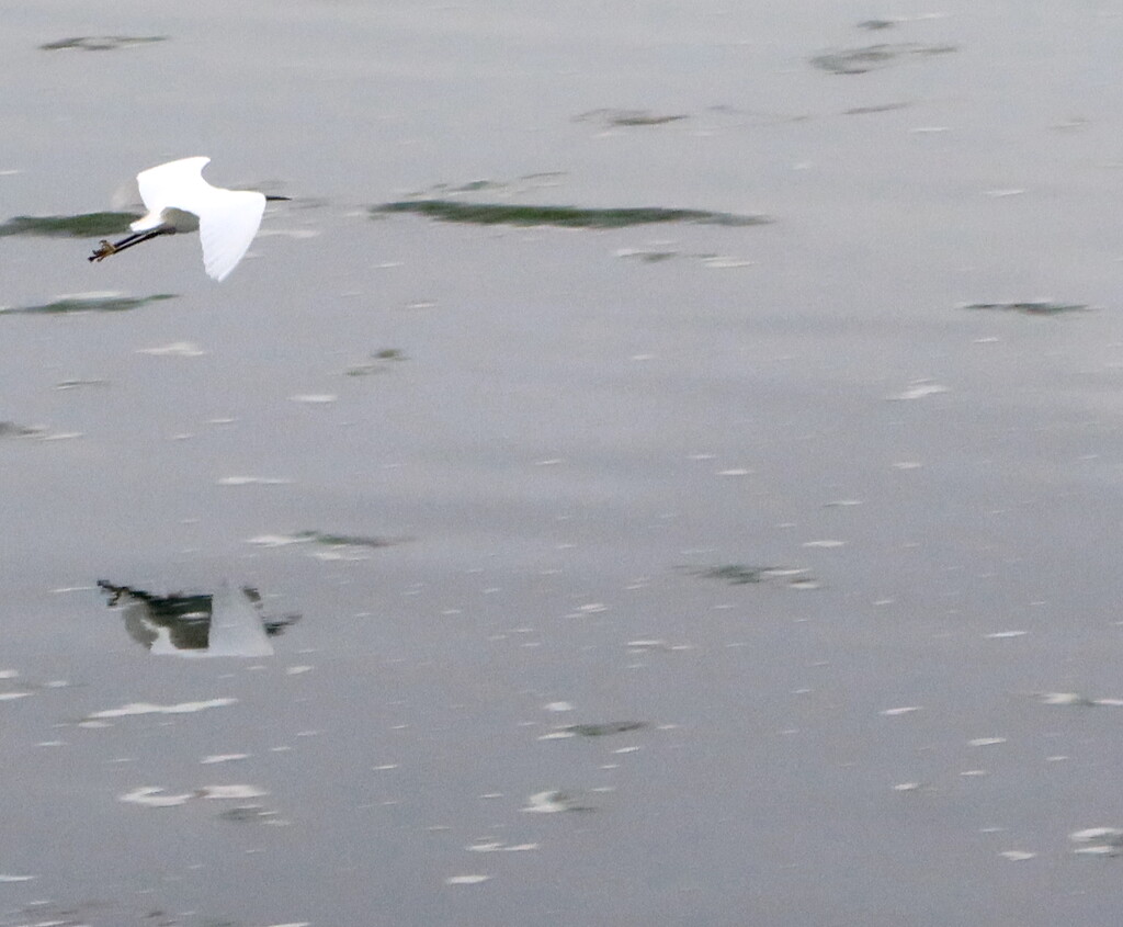 Flying Egret by davemockford