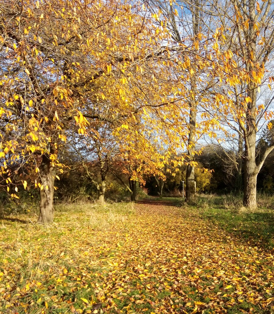 Autumn.. glorious gold by 365projectorgjoworboys