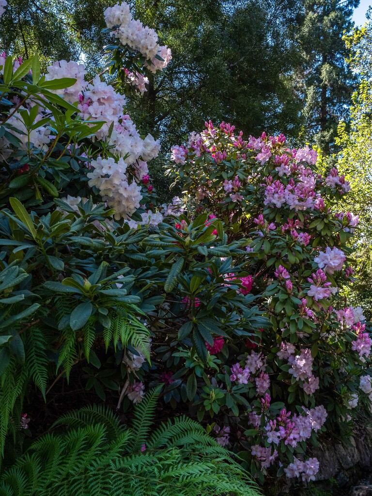 Rhododendron by gosia