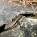 The lizard that saved the day by gilbertwood