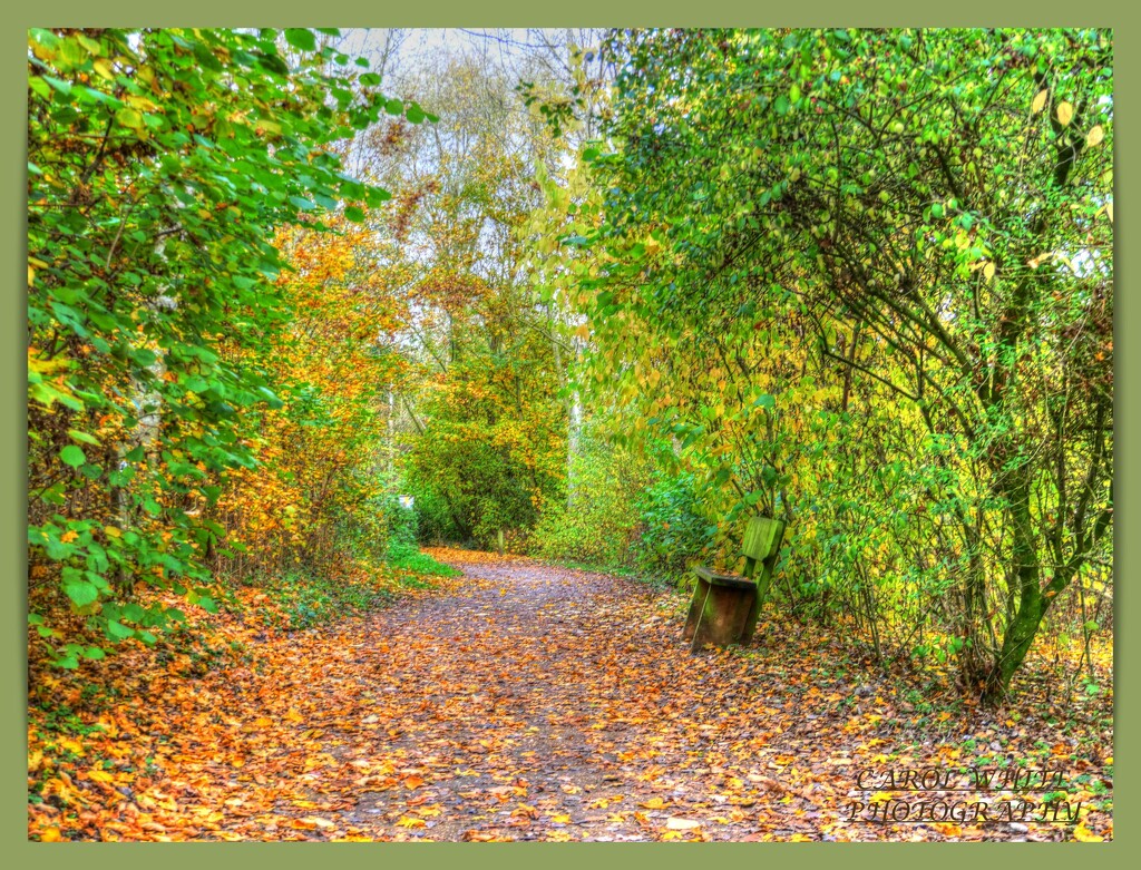 Leafy Woodland Walk,Brixworth Country Park by carolmw